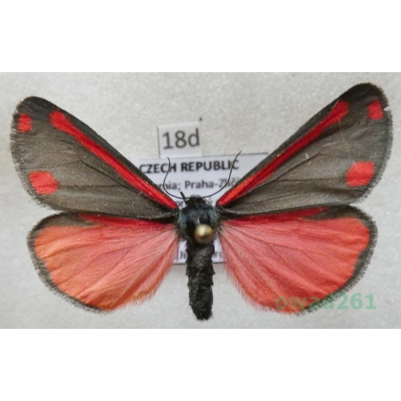 Tyria jacobaeae (Linnaeus, 1758) Czech18d